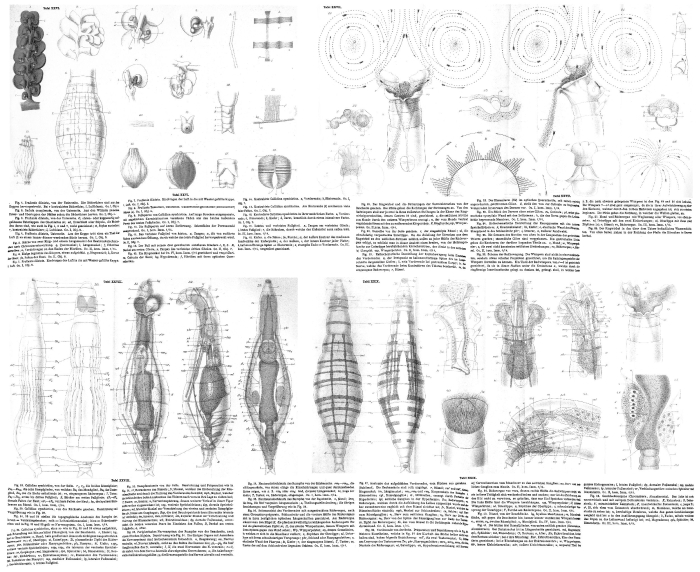 Mniobia symbiotica Mniobia symbiotica