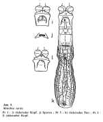 Mniobia tarda