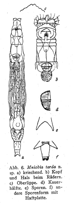 Mniobia tarda - Original description image