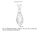 Mniobia tentans