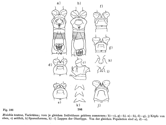 Mniobia tentans Mniobia tentans