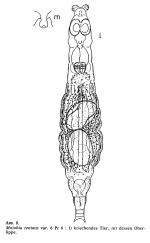 Mniobia tentans