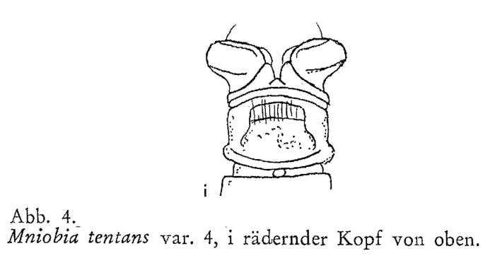 Mniobia tentans Mniobia tentans