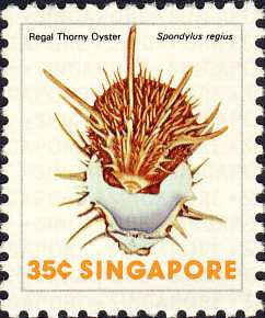 Spondylus regius Spondylus regius