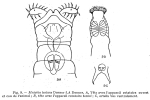 Mniobia tentans