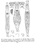 Mniobia tentans