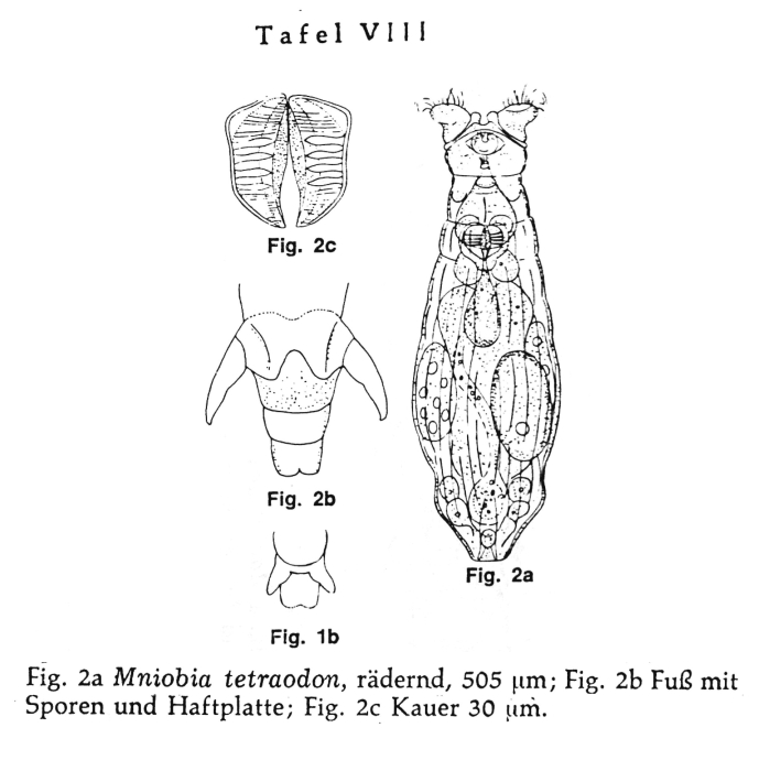 Mniobia tetraodon Mniobia tetraodon