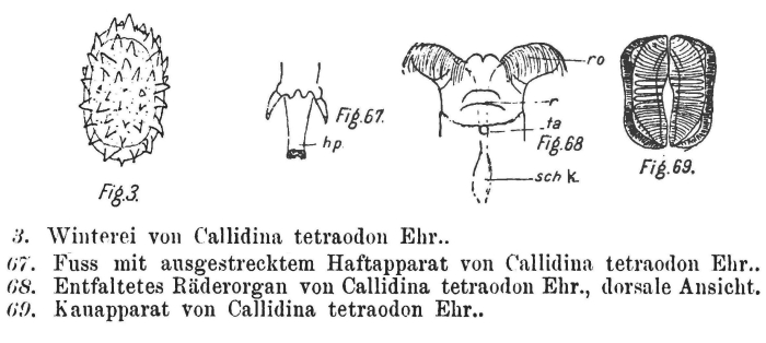 Mniobia tetraodon Mniobia tetraodon