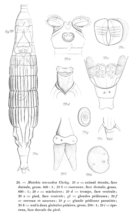 Mniobia tetraodon Mniobia tetraodon