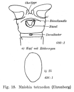 Mniobia tetraodon