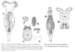 Mniobia tetraodon