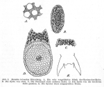 Mniobia tetraodon