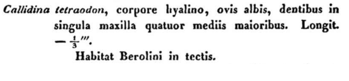 Mniobia tetraodon - Original description image