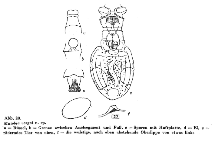 Mniobia vargai - Original description image