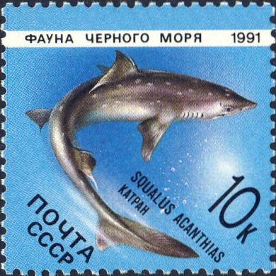 Squalus acanthias Squalus acanthias