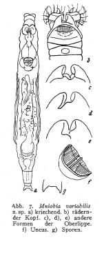 Mniobia variabilis - Original description image