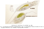 Monocerca bicornis