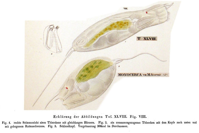 Monocerca bicornis Monocerca bicornis