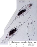 Monocerca bicornis
