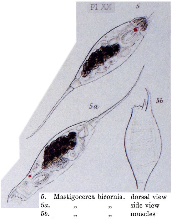 Monocerca bicornis Monocerca bicornis