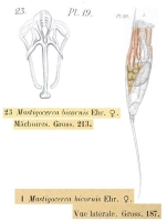 Monocerca bicornis