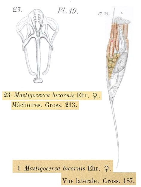 Monocerca bicornis Monocerca bicornis