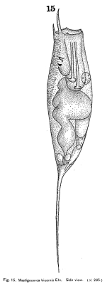 Monocerca bicornis