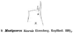 Monocerca bicornis
