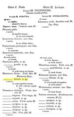 Monocerca bicornis