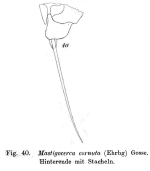 Monocerca cornuta