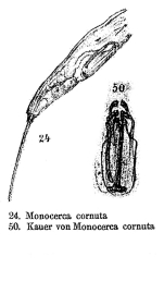 Monocerca cornuta - Original description image