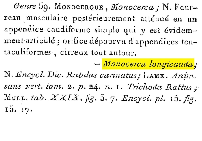 Monocerca longicauda - Original description image