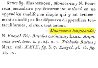 Monocerca longicauda