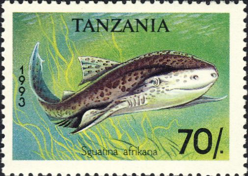 Squatina africana Squatina africana
