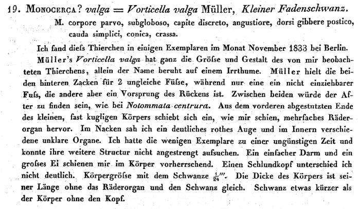 Monocerca valga - Original description image