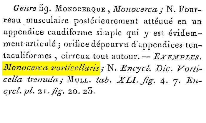 Monocerca vorticellaris - Original description image