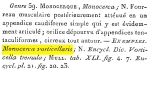Monocerca vorticellaris