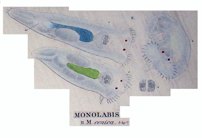 Monolabis conica Monolabis conica