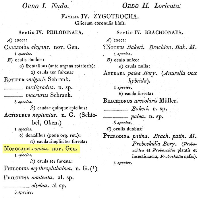 Monolabis conica - Original description image