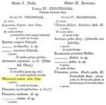Monolabis conica
