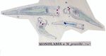 Monolabis gracilis