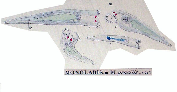 Monolabis gracilis Monolabis gracilis