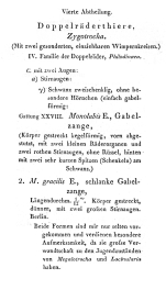 Monolabis gracilis - Original description image