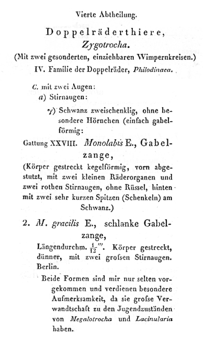 Monolabis gracilis - Original description image