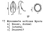 Monommata actices