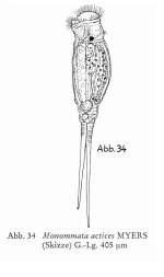 Monommata actices