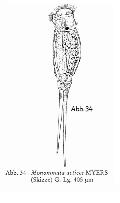 Monommata actices Monommata actices