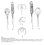 Monommata actices