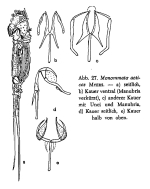 Monommata actices