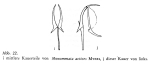 Monommata actices